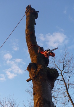 Tree Surgery Inverness, The Highlands